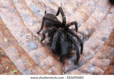 Black spider in Sinharaja forest national park, Sri Lanka