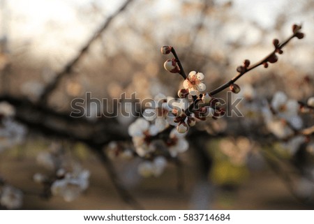 Spring Plum Blossom Oriental Closeup