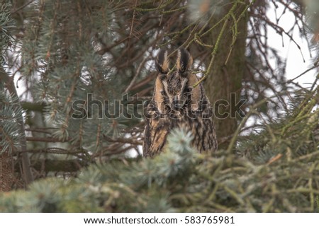 Eurasian Eagle Owl (Asio otus) sitting in the tree, close-up, wildlife photo.