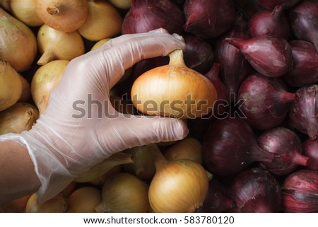 Quality control: hand in glove check onion. Choose onions for planting