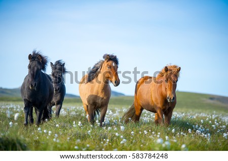 Icelandic horses. The Icelandic horse is a breed of horse developed in Iceland. Although the horses are small, at times pony-sized, most registries for the Icelandic refer to it as a horse. Royalty-Free Stock Photo #583784248