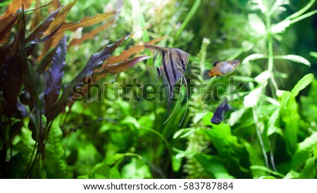 Angelfish swimming with platies in heavily planted community tropical aquarium.
