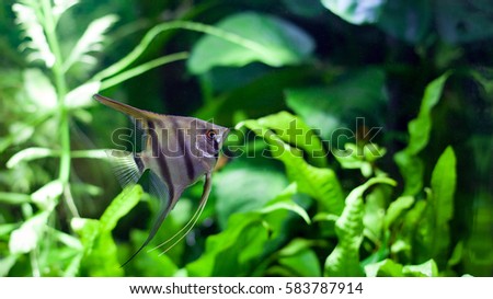 Angelfish swimming in heavily planted tropical aquarium.
