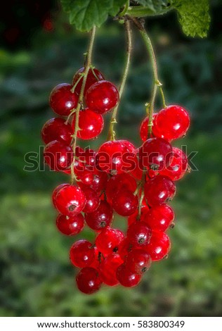 A bunch of red currant with leaves on natural background blur.