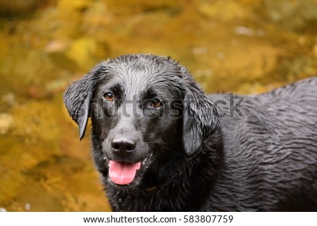 wet black labrador standing in a river