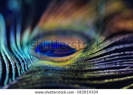 Artistic composition of macro Multicolored peacock feather