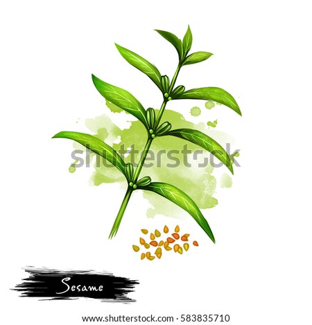 Hand drawn illustration of Sesame or Sesamum indicum isolated on white background. Organic healthy food. Digital art with paint splashes drops effect. Graphic clip art for design, web and print