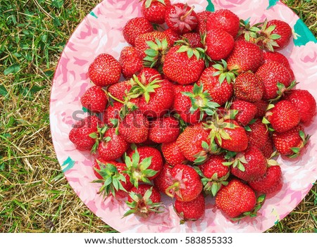 Delicious ripe strawberries on the plate among grass