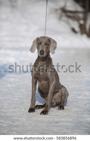 Hunting pointer weimaraner winter in the snow with handler