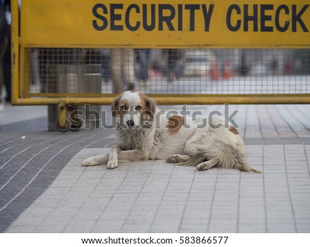 Security dog on guard. You shall no pass!
