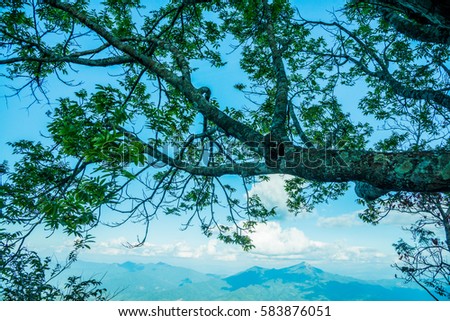 Tree with mountain at Doi Pha Tang, Thailand.
