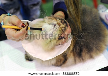 Persian cat at cat show in Moscow.	