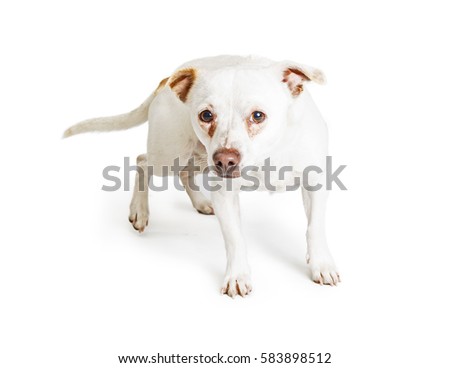 Small breed rescued dog with scared and timid expression and red tear stains under eyes