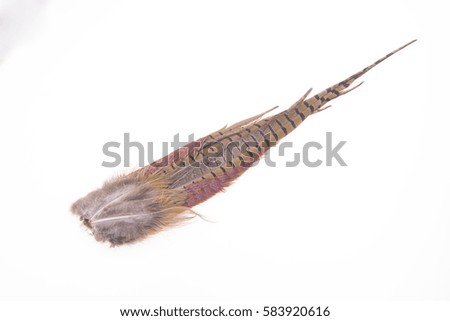 Pheasant feather, on a white background 