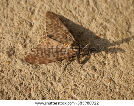 close up of a butterfly on concrete floor with sunny shadow background