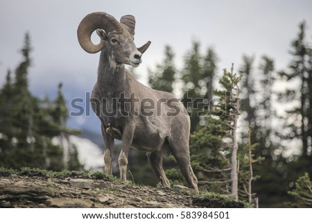 Bighorn sheep - (Ovis canadensis)  Royalty-Free Stock Photo #583984501