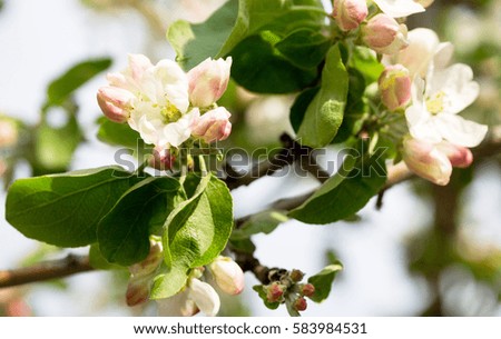 Blooming apple tree in the background of nature. Spring flowers. Spring background.