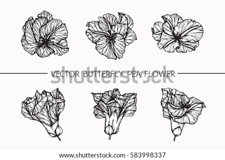 Vector collection set of butterfly pea flower by hand drawing on white backgrounds.