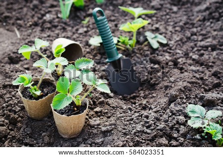Strawberry Plants and Seedlings With Gardening Tools on Soil. Concept Gardening and Agriculture. Selective Focus. Royalty-Free Stock Photo #584023351