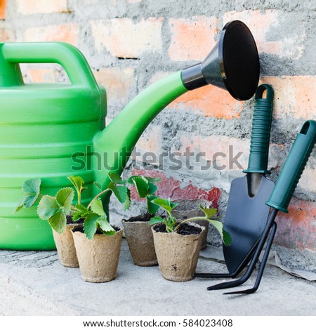 Strawberry Plants and Seedlings With Gardening Tools. Concept Gardening and Agriculture. Selective Focus.