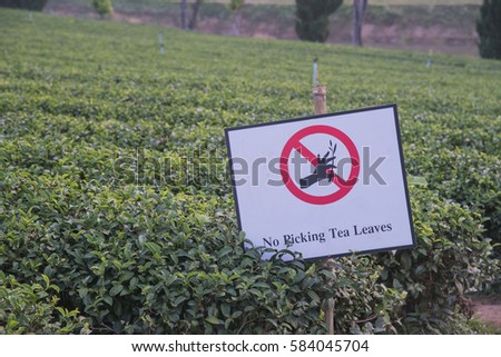 No Picking tea leaves