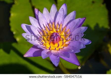 Purple lotus flower, Water lily (Nymphaea nouchali Burm, Nymphaea stellata Willd, Nymphaea stellata, Nymphaea Cyanea Roxb) with bee isolated on white background