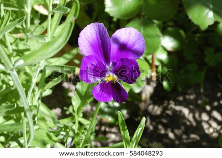 Beautiful viola tricolor flower in rural flowerbed