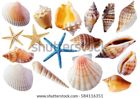 Seashells  Royalty-Free Stock Photo #584116351