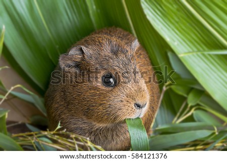 guinea pig eating a leaf