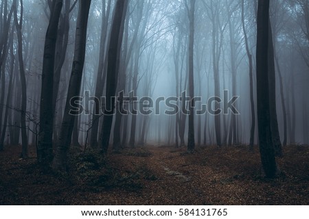 Blue misty forest