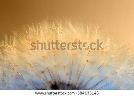 Beautiful dandelion toned in color gradient, closeup