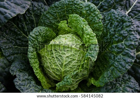 Savoy cabbage in garden. Royalty-Free Stock Photo #584145082