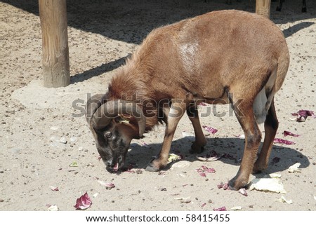 a goat intent to eat salad leaves