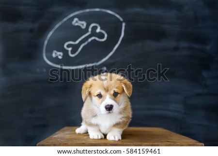 Portrait of a corgi puppy against the background of the beautiful drawing in studio. The puppy dreams of a tasty bone.