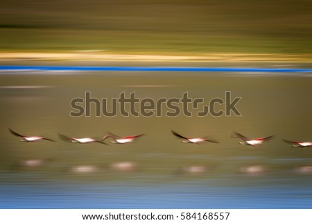 Flying birds in nature. Abstract motion blur background. Birds: Greater Flamingo. Phoenicopterus roseus.