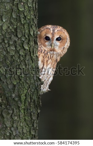 Tawny Owl Strix aluco  in the forest