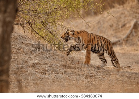 Tiger cub in a beautiful golden light in the nature habitat/Ranthambhore National Park in India/indian wildlife/cute little cubs