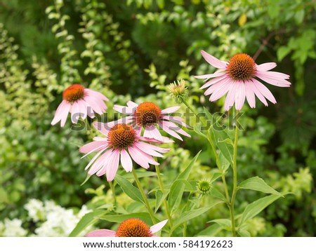 Some flowers of Echinacea purpurea or Hedgehog coneflower against the backdrop of greenery. Summer time, cloudy weather. Royalty-Free Stock Photo #584192623