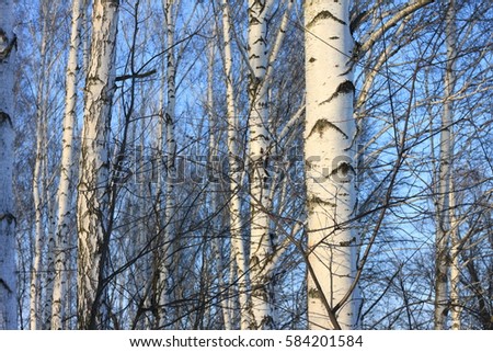Birch trees in bright sunshine / trunks of birch trees in birch-wood