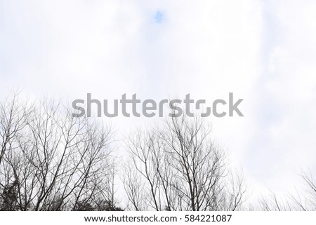 Bottom view on the background of the cloudy sky through the branches of trees in winter