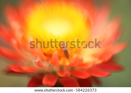 selective focus on flower for background usage
