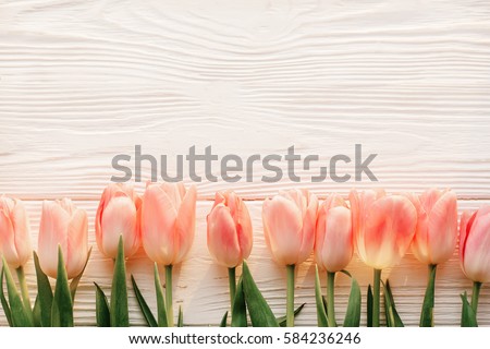 pink tulips on white rustic wooden background flat lay. top view of spring flowers in soft morning sunlight with space for text. hello spring. banner and border