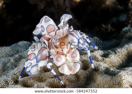 Harlequin Shrimp on Hard Coral - Tulamben - Bali - Indonesia