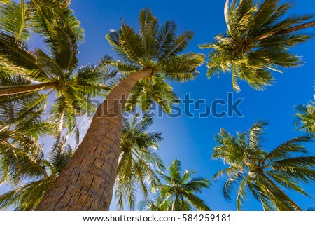Amazing tropical palm trees at Maldives. Looking up, daydreaming concept