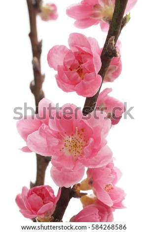 Peach blossom isolated on white background