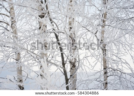 frozen trees in the snow, fog, frost on branches.