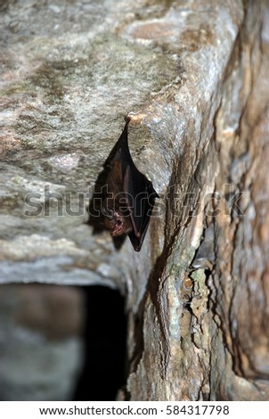 Bats in Chiapas