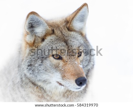 Closeup of a lone coyote Canis latrans isolated on white background in winter snow in Canada