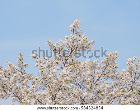 Spring flowers series, beautiful cherry blossoms.