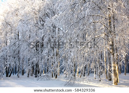 Winter snowy trees in sunny weather